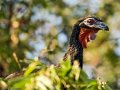 IMG_0290_White_winged_Guan