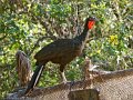 IMG_0292_White_winged_Guan