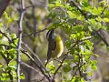 IMG_0293_Bananaquit