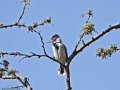 IMG_0296_Collared_Antshrike