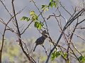 IMG_0297_Fasciated_Wren