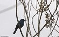 IMG_0302_Masked_Flowerpiercer