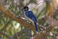 IMG_0302_White_tailed_Jay