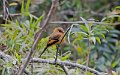 IMG_0303_Cinnamon_Flycatcher