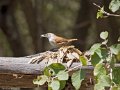 IMG_0303_Superciliated_Wren