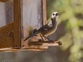 IMG_0307_White_headed_Bush_Finch