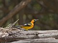 IMG_0310_White_edged_Oriole