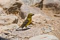 IMG_0311_Golden_bellied_Grosbeak