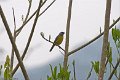 IMG_0313_Plumbeous_Euphonia