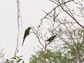 IMG_0313_Red_Shouldered_Macaw_en_Blue_Headed_Parrot