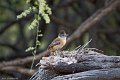 IMG_0318_Collared_Antshrike