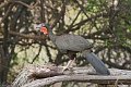 IMG_0322_White_winged_Guan