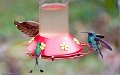 IMG_0323_Booted_Racket_tail_en_Sparkling_Violetear