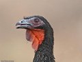 IMG_0323_White_winged_Guan