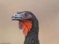 IMG_0323_White_winged_Guan