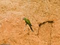 IMG_0324_Red_Shouldered_Macaw