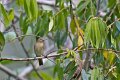 IMG_0325_Yellow_bellied_Seedeater