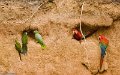 IMG_0330_Red_and_Green_Macaw