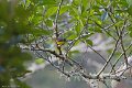 IMG_0330_Spectacled_Redstart