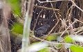 IMG_0339_Fasciated_Antshrike
