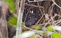 IMG_0339_Fasciated_Antshrike