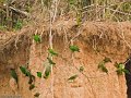 IMG_0359_Orange_cheeked_Parrot_en_Blue_headed_Parrot