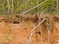 IMG_0378_Red_and_Green_Macaw