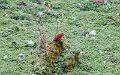 IMG_6076_Leymebamba_Crimson_Manteled_Woodpecker