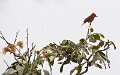 IMG_6207_Vermillion_flycatcher