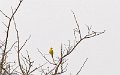 IMG_6208_Saffron_Finch