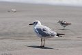 IMG_6219_Grey_hooded_Gull