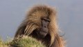 Eth 1011 Simien Mountains Gelada