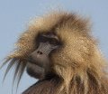 Eth 1049 Simien Mountains Gelada