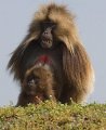 Eth 1050 Simien Mountains Gelada