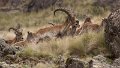 Eth 1097 Simien Mountains Ibex