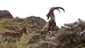 Eth 1116 Simien Mountains Ibex