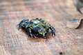 Braz 0316 Frog