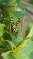 Braz 0344 Grasshopper