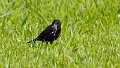 Braz 0363 Chopi Blackbird