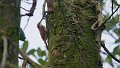 Braz 0374 Narrow-billed Woodcreeper