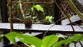 Braz 0412 Jacamar Rufous-tailed