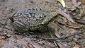 Braz 0428 Frog