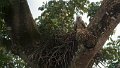 Braz 0595 Harpy Eagle