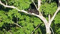 Braz 0659 White-whiskered Spider Monkey