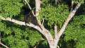Braz 0667 White-whiskered Spider Monkey