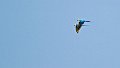 Braz 0676 Blue-and-yellow Macaw