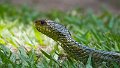 Braz 0751 Yellow-tailed Cribo