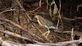 Braz 0834 Striated Heron juv