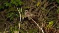 Braz 0847 Nightjar -