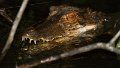 Braz 0857 Black Caiman